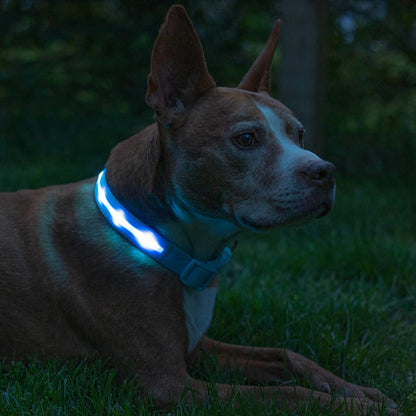 Light up Dog Collar - the Original LED Dog Collar - USB Rechargeable - Waterproof - 1,000 Feet of Visibility - Dog Collar Light for Small, Medium, Large Dogs - US Brand