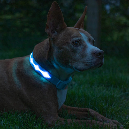 Light up Dog Collar - the Original LED Dog Collar - USB Rechargeable - Waterproof - 1,000 Feet of Visibility - Dog Collar Light for Small, Medium, Large Dogs - US Brand
